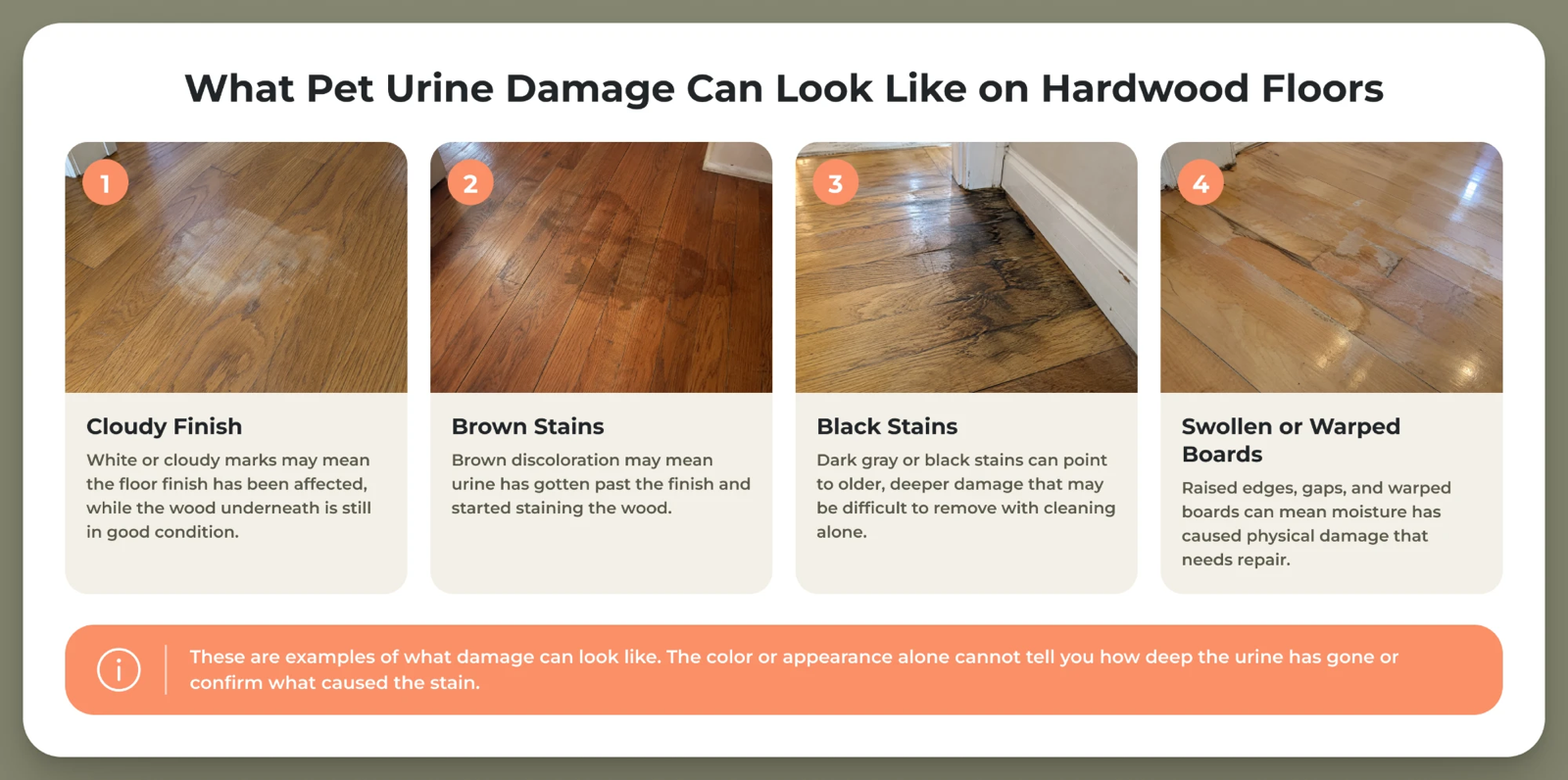 Four examples of possible pet urine damage on hardwood floors: cloudy finish, brown pet stains, black discoloration, and swollen or warped wood boards.