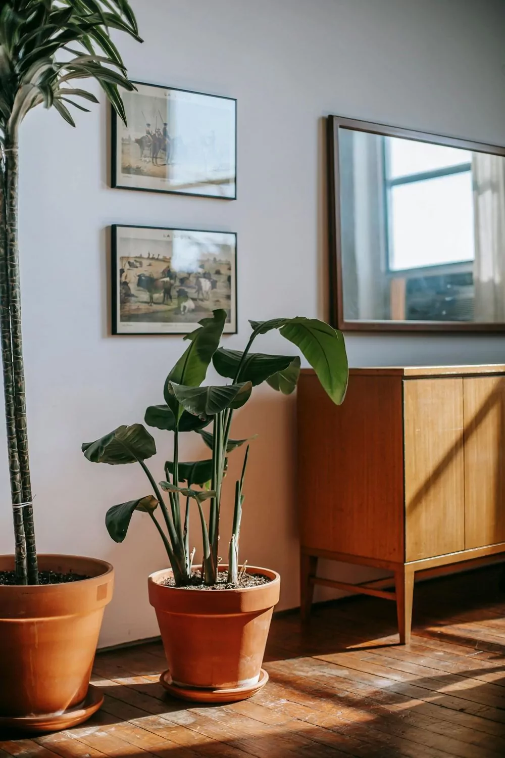 Flowerpots on worn-out wooden floors with scratches.