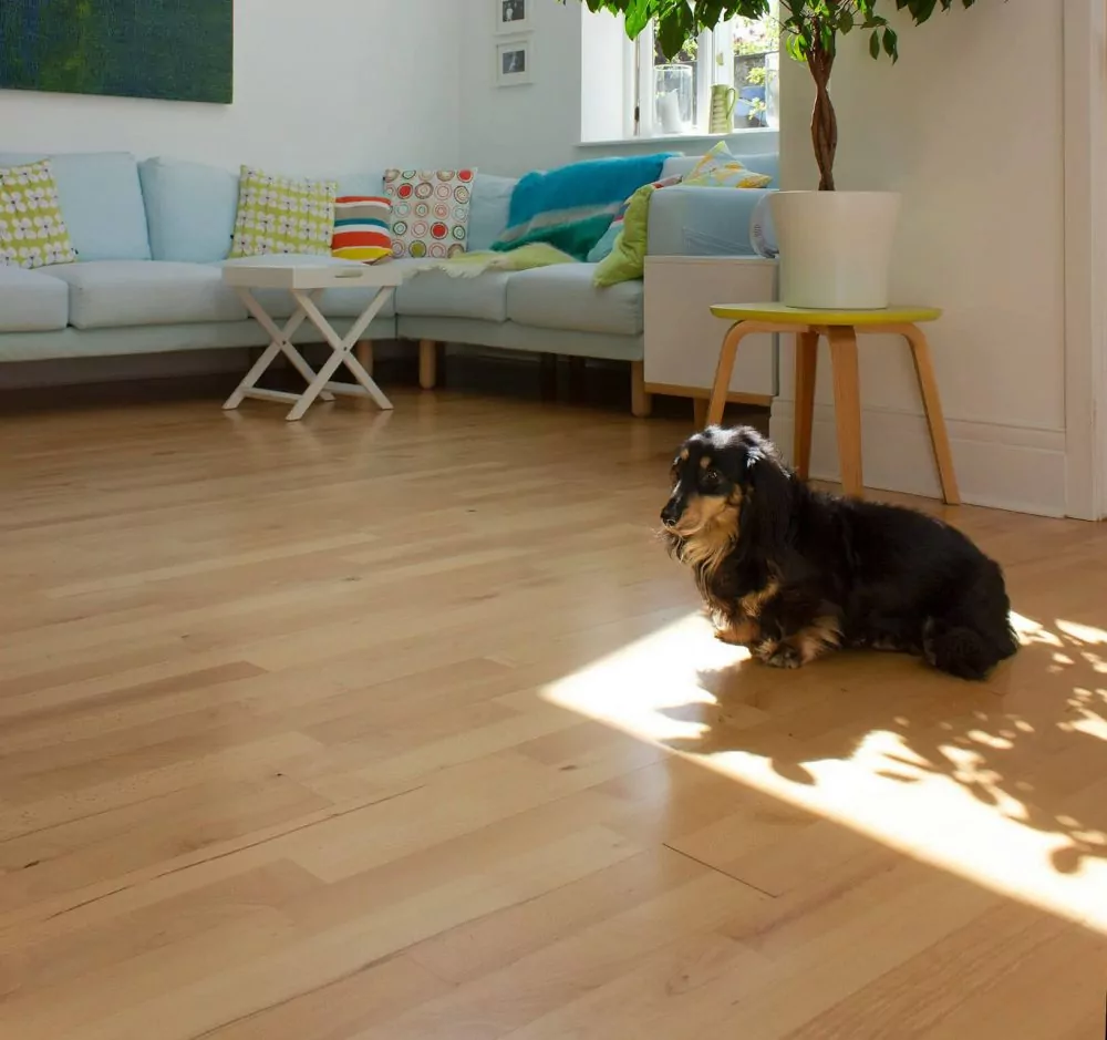 A dog lying on a well-maintained wood floor.